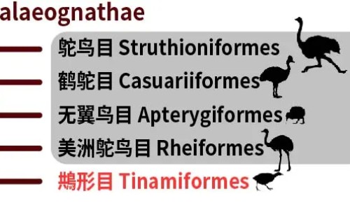 哪些人不宜食用西兰花？西兰花的副作用有哪些?